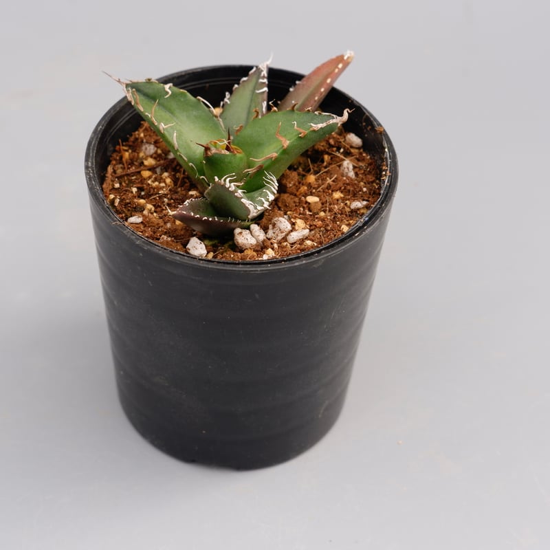 アガベ チタノタ シーザー Agave titanota caesar 080 | Sunny