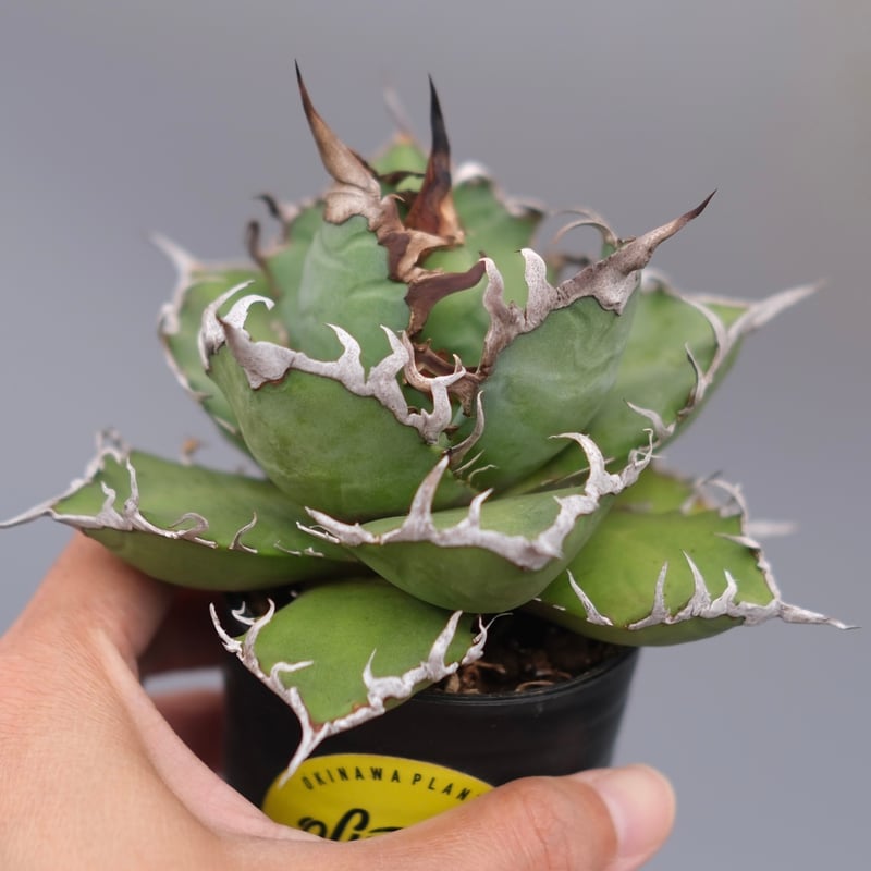 美株❗️チタノタ シーザー タグ付き❗️【4】 アガベ チタノタ