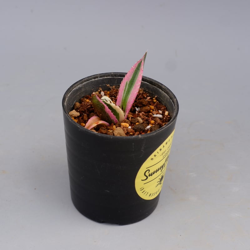 アガベ チタノタ スナグルトゥース Agave titanota Snaggle Tooth