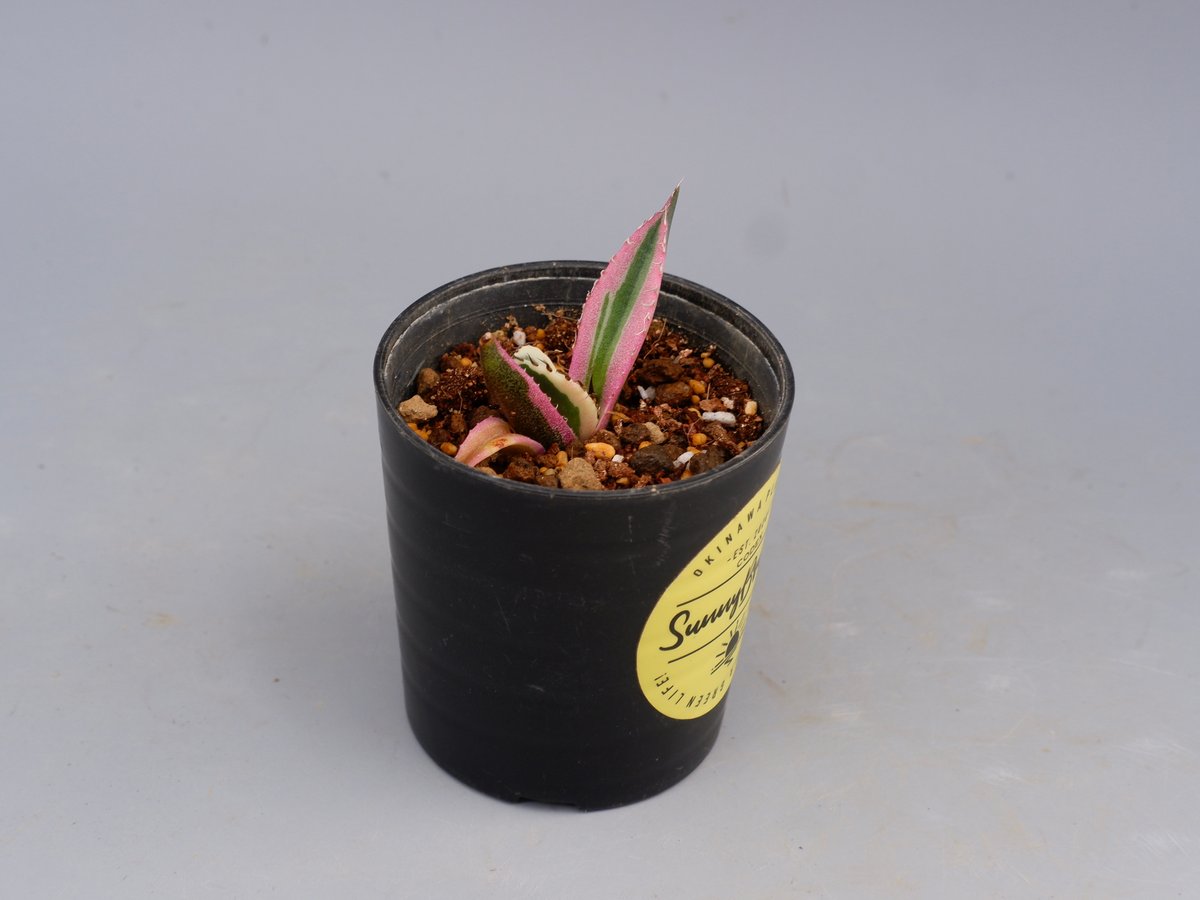 アガベ チタノタ スナグルトゥース Agave titanota Snaggle