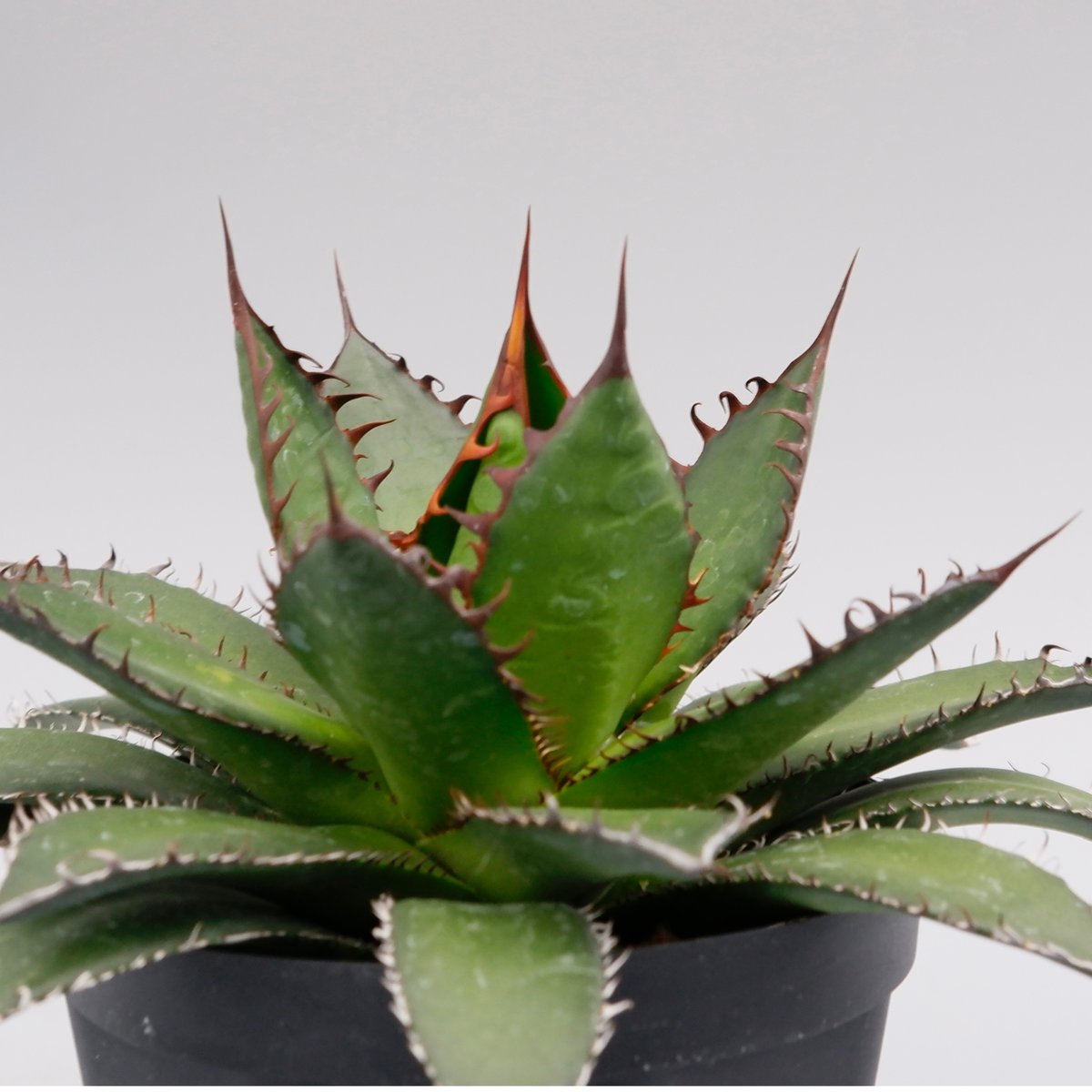 アガベ ホリダ 038 Agave horrida 強棘 | Sunny Branch