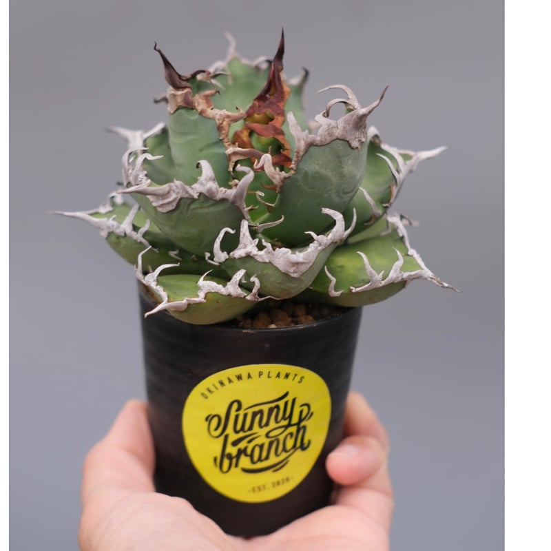 アガベ チタノタ シーザー Agave titanota caesar 184 | Sunny
