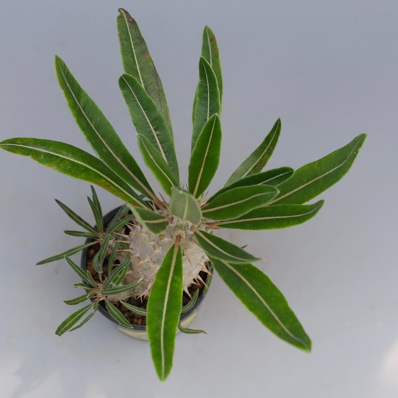 パキポディウム カクチペス 実生株 パキポディウム カクチペス 実生株 012 Pachypodium cactipes | Su