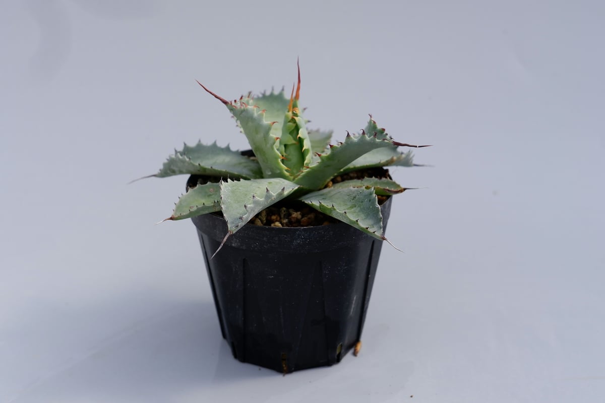 アガベ ポタトラム スポーン003 Agave Potatorum 'SPAWN' | Sun アガベ ポタトラム スポーン003 Agave Potatorum 'SPAWN' | Sun