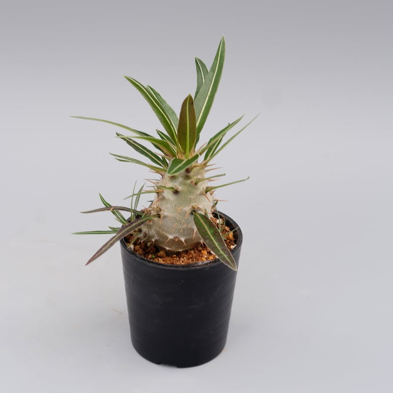 パキポディウム カクチペス 実生株 009 Pachypodium cactipes | Su