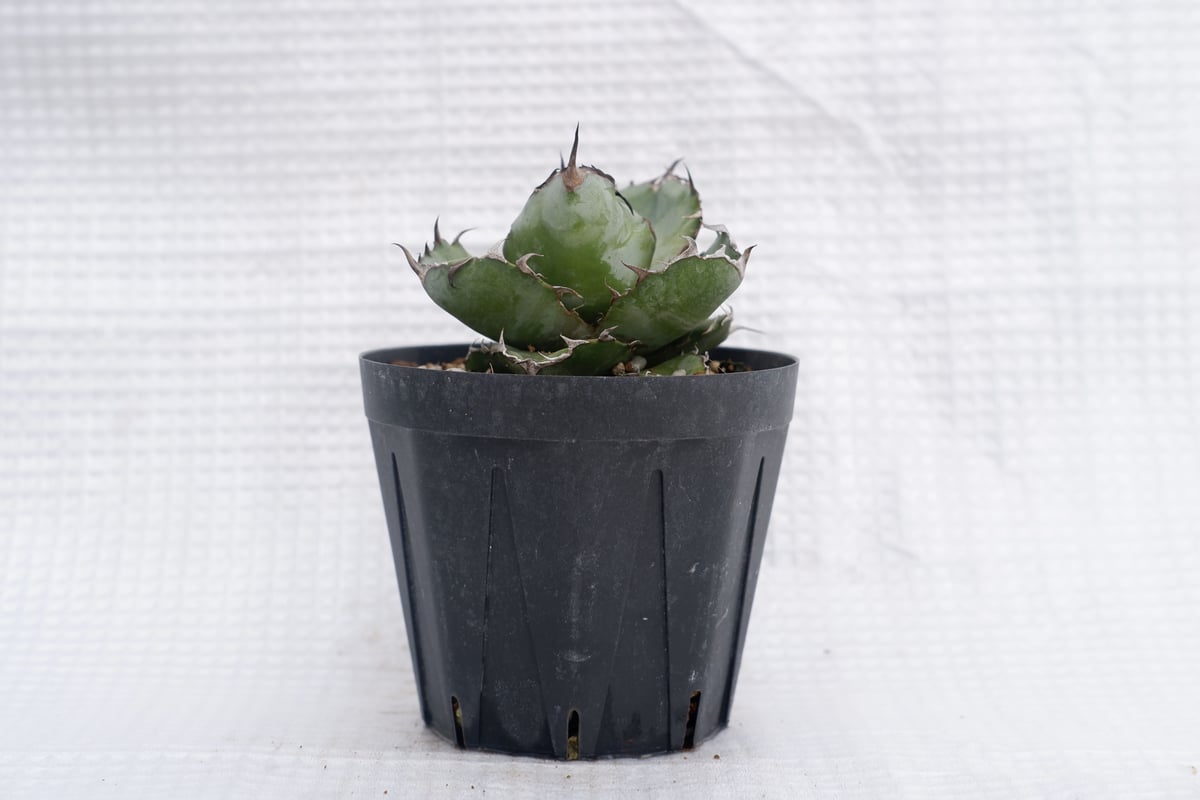 アガベ BB アガベ チタノタ ブラックアンドブルー/bb-30 | アガベ専門店