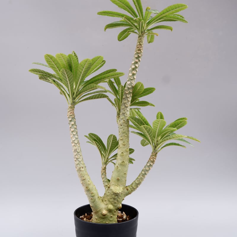 ドルステニア ギガス025 Dorstenia gigas | Sunny Branch
