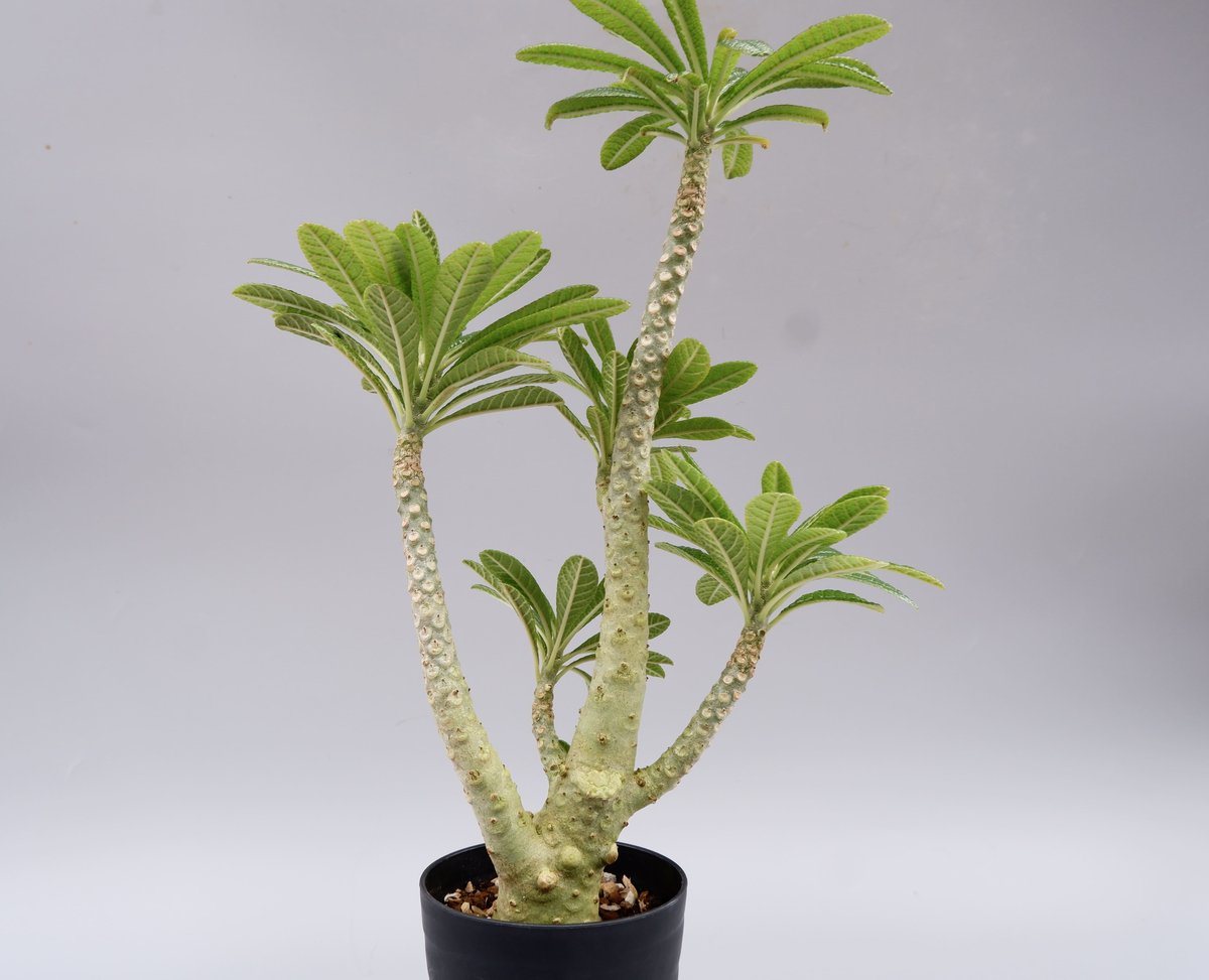 ドルステニア ギガス025 Dorstenia gigas | Sunny Branch