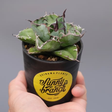 ゆ*ん様 アガベ　チタノタ　ブラックアンドブルー ブラックアンドブルー | STORES