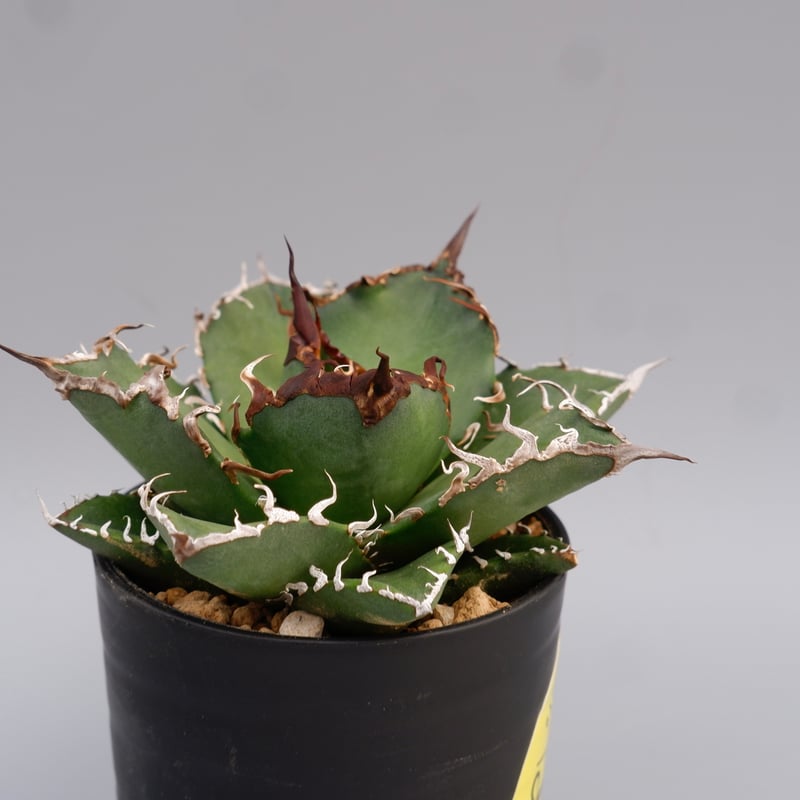 アガベシーザーチタノタ　オテロイ　Seasar ✨Dennis 018✨ #チタノタ #アガベ #アガベチタノタ #シーザー