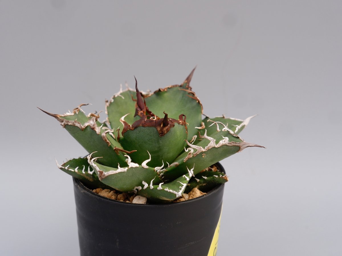アガベ チタノタ シーザー Agave titanota caesar 142 | Sunny