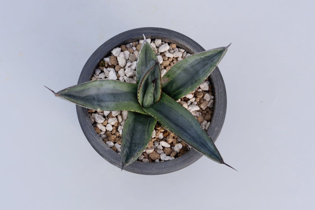 アガベ シャークバイト005 Agave Sharkbite | Sunny Branch
