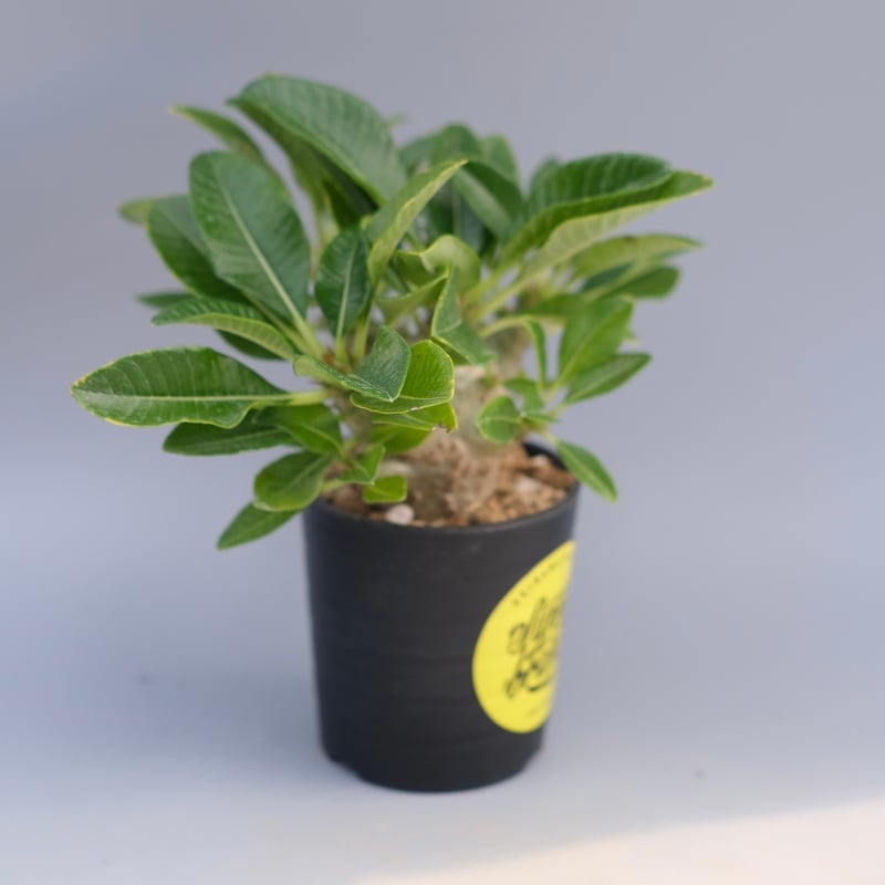 パキポディウム ウィンゾリー 実生株 096 Pachypodium windsorii |