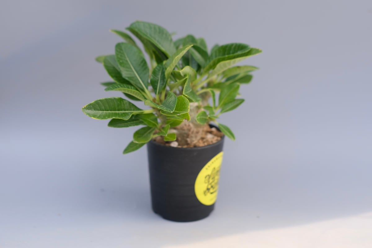 パキポディウム ウィンゾリー 実生株 096 Pachypodium windsorii |