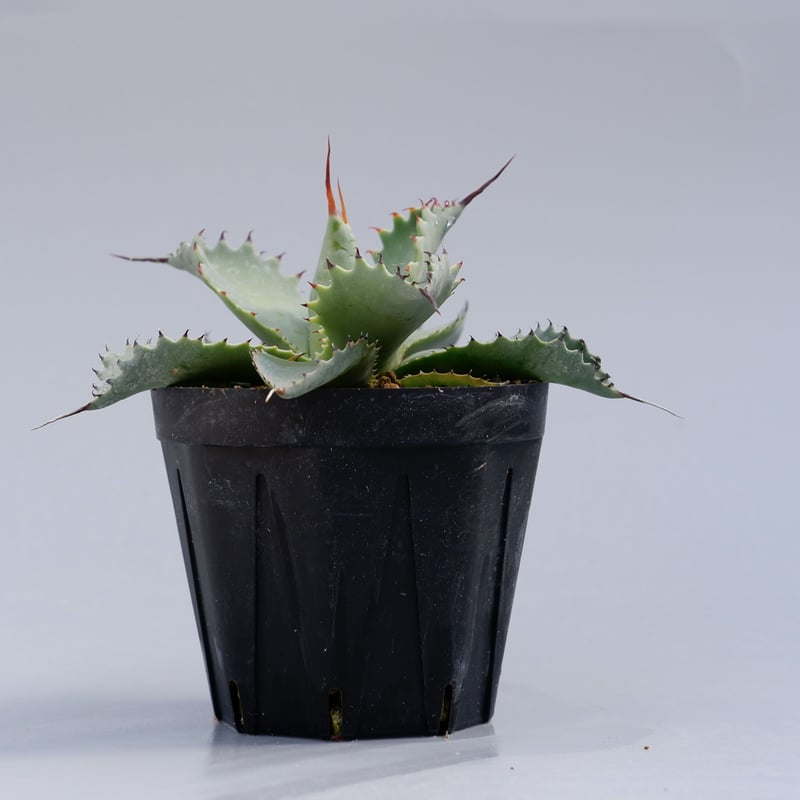 ソウラボAGAVE- [ Z ] ERO BOTANIZE PLA POT BOTANIZE PLA POT LOW STUDS “Black” | W&Co.
