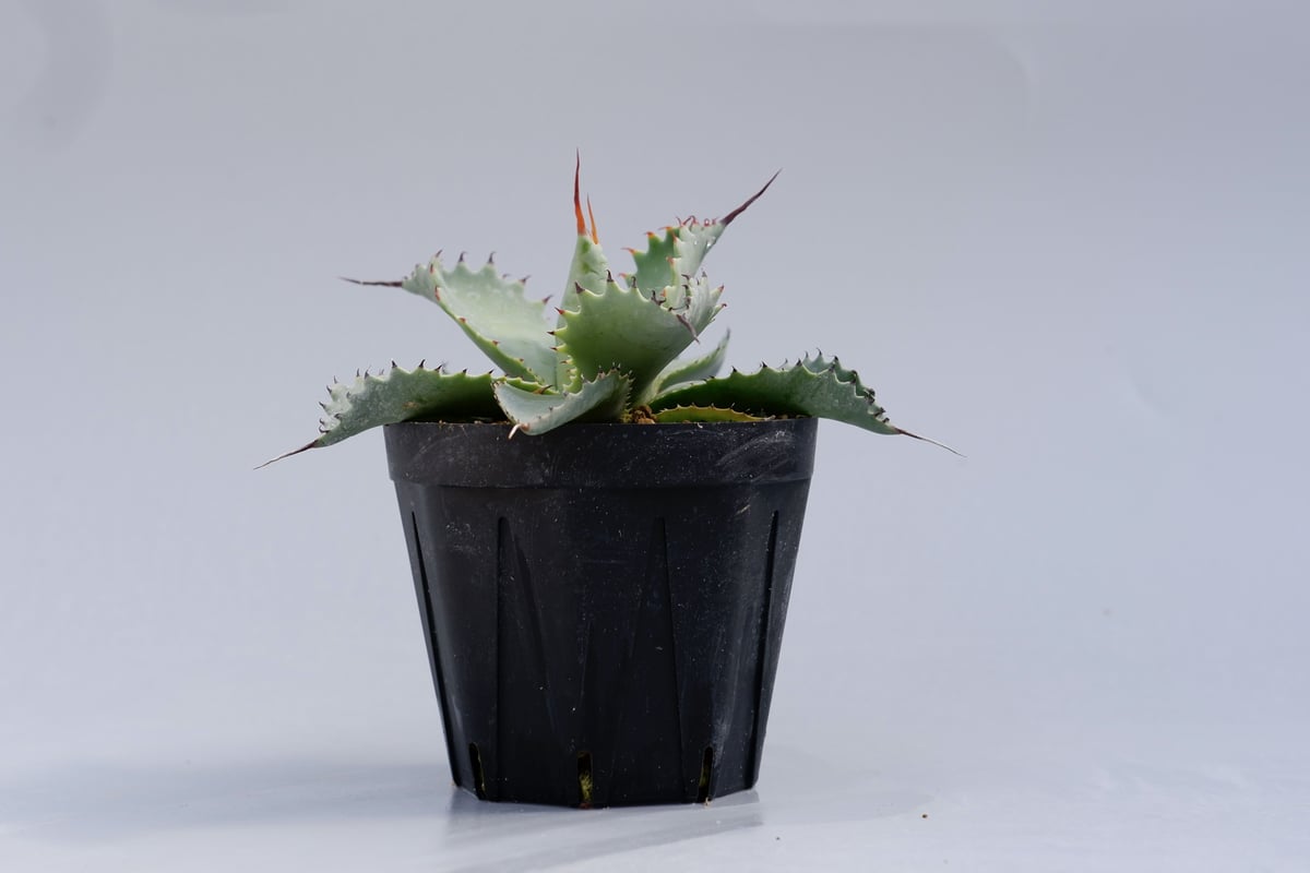 アガベ ポタトラム スポーン003 Agave Potatorum 'SPAWN' | Sun アガベ ポタトラム スポーン003 Agave Potatorum 'SPAWN' | Sun