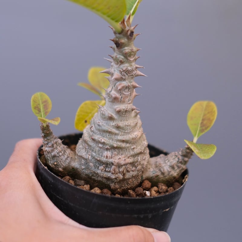 パキポディウム ウィンゾリー 実生株 126 Pachypodium windsorii |