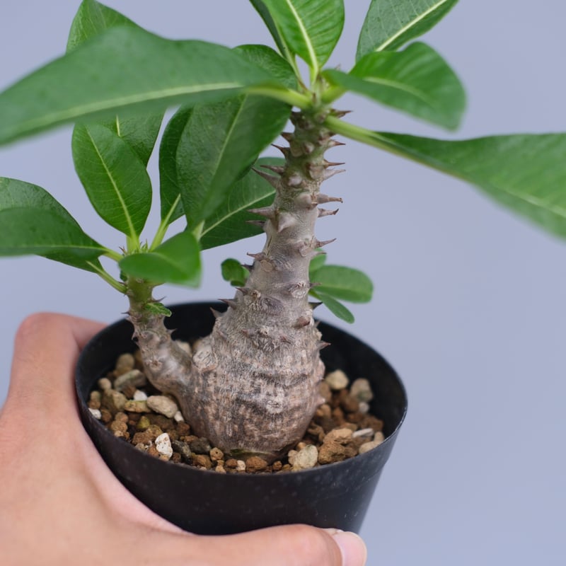 ウィンゾリー実生 パキポディウム ウィンゾリー 【実生】GM2402207 | RAFLUM