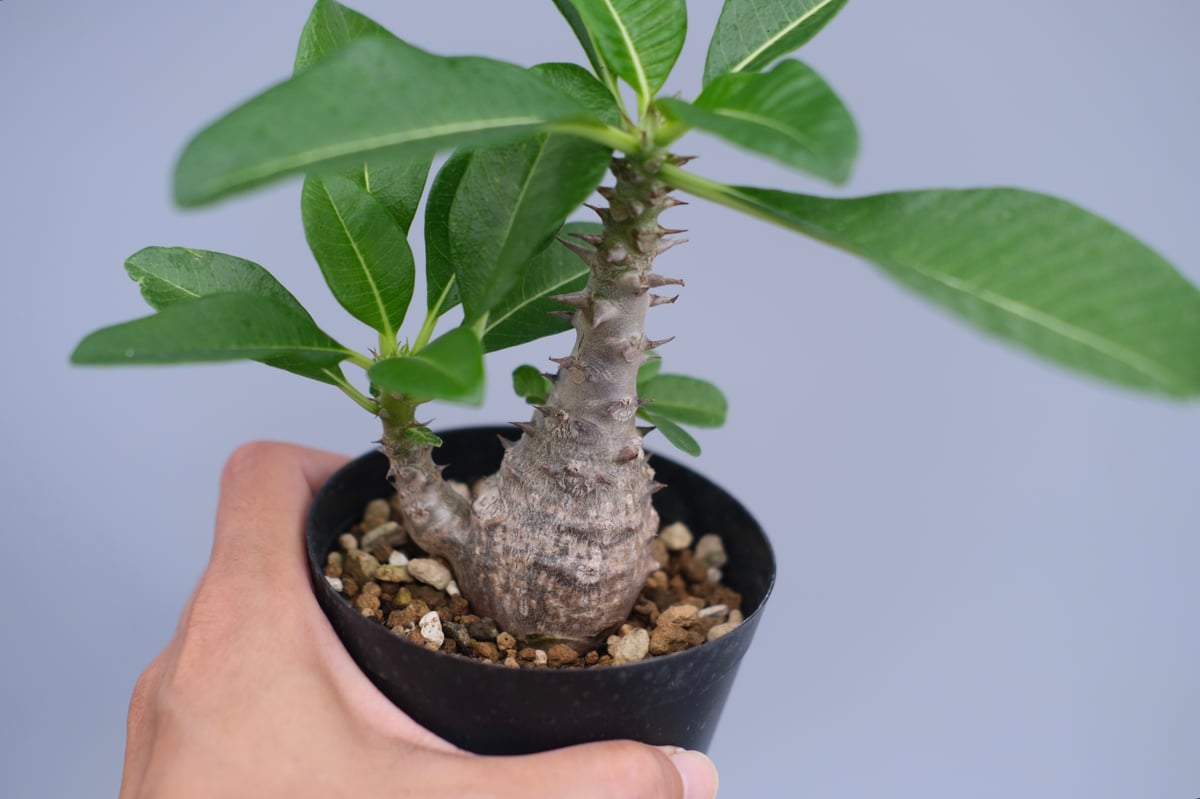 パキポディウム・ウインゾリー実生② Pachypodium Windsorii パキポディウム・ウィンゾリー実生記録②(Pachypodium Windsorii