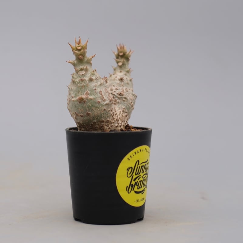パキポディウム ウィンゾリー 実生株 132 Pachypodium windsorii |