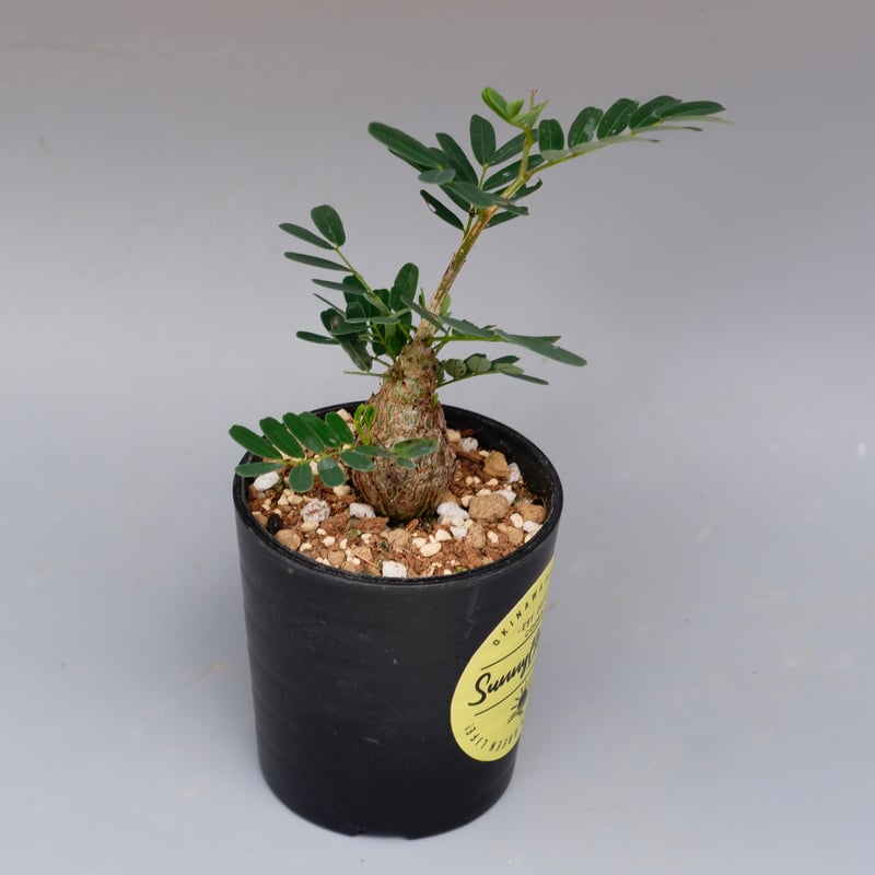Senna Meridionalis　実生 センナ メリディオナリス / 実生に挑戦するも三度目の正直で大