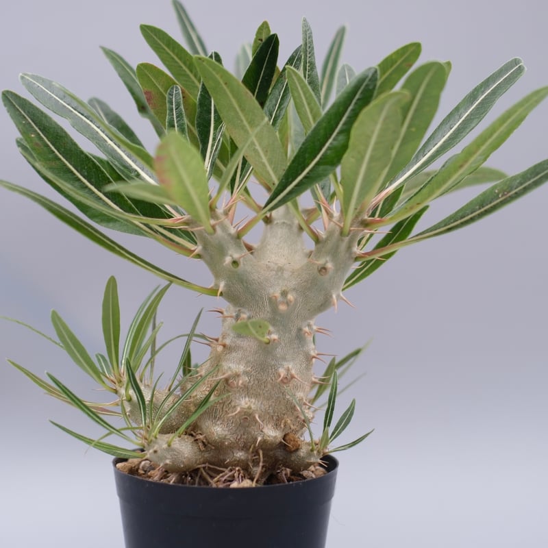 パキポディウム カクチペス 実生株 027 Pachypodium cactipes | Su
