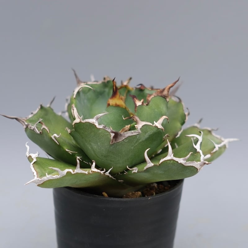アガベ チタノタ 白鯨 Agave titanota white whale 222 | Su