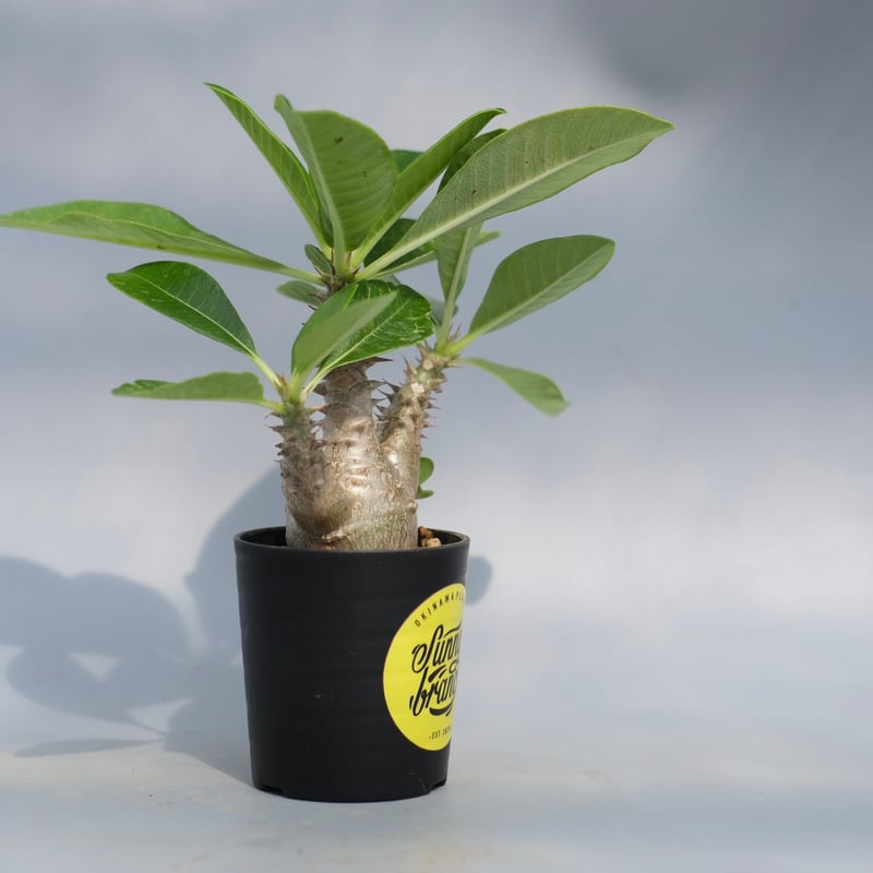 パキポディウム ウィンゾリー 実生株 069 Pachypodium windsorii |