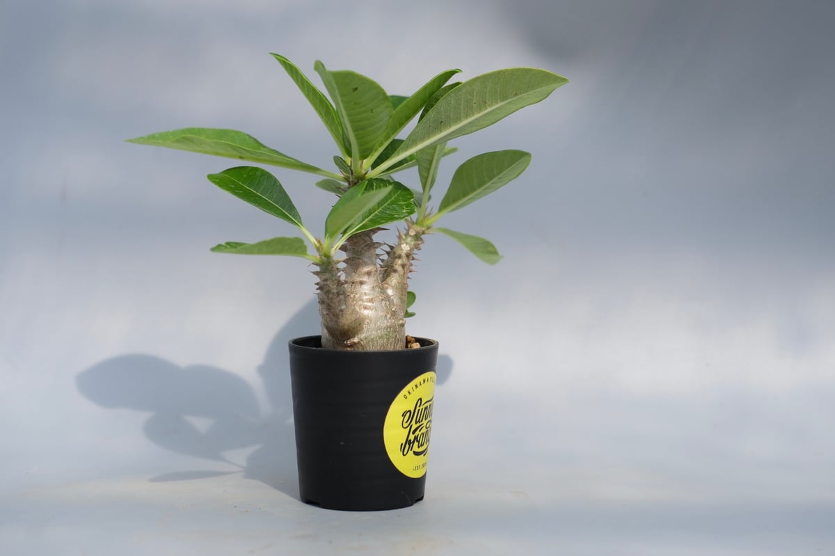 パキポディウム ウィンゾリー 実生株 069 Pachypodium windsorii