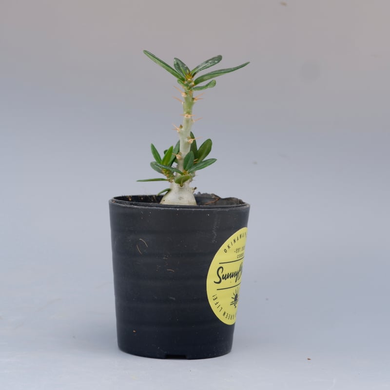 パキポディウム ビスピノーサム Pachypodium bispinosum 003 | Su