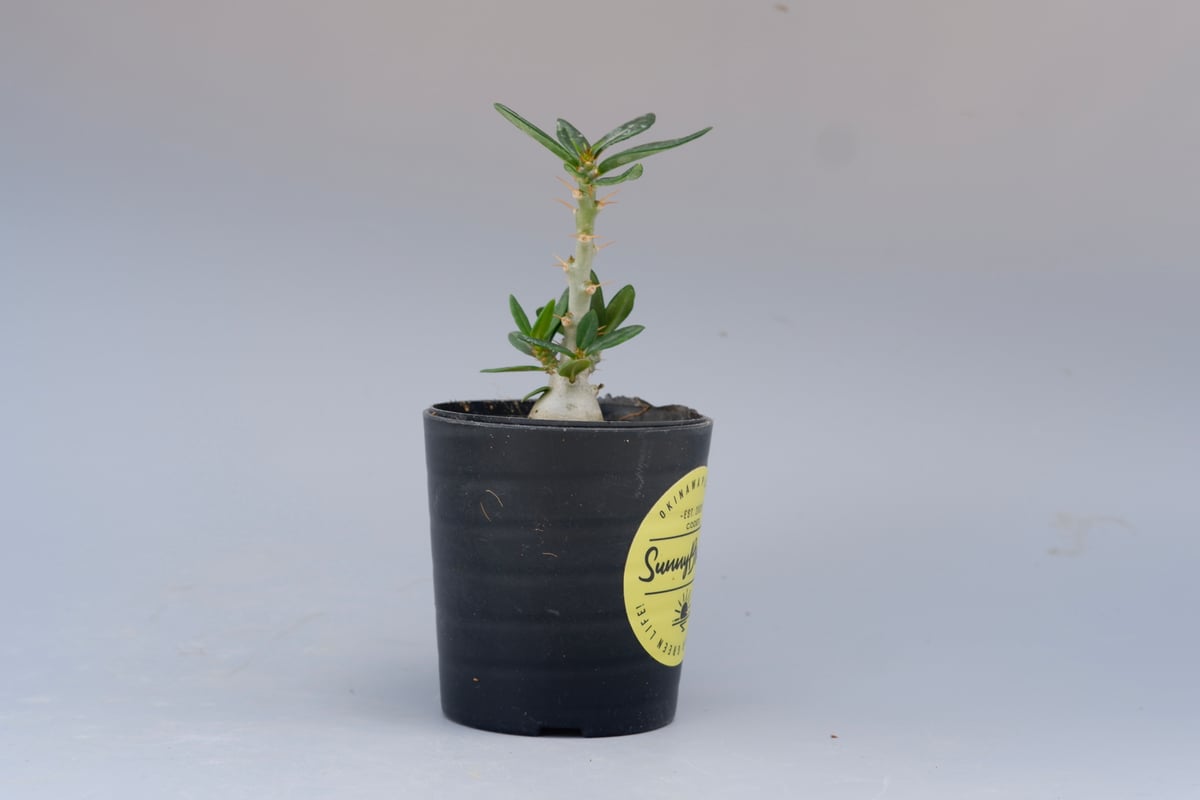 パキポディウム ビスピノーサム Pachypodium bispinosum 003 | Su