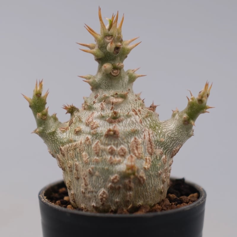 パキポディウム ウィンゾリー 実生株 129 Pachypodium windsorii |