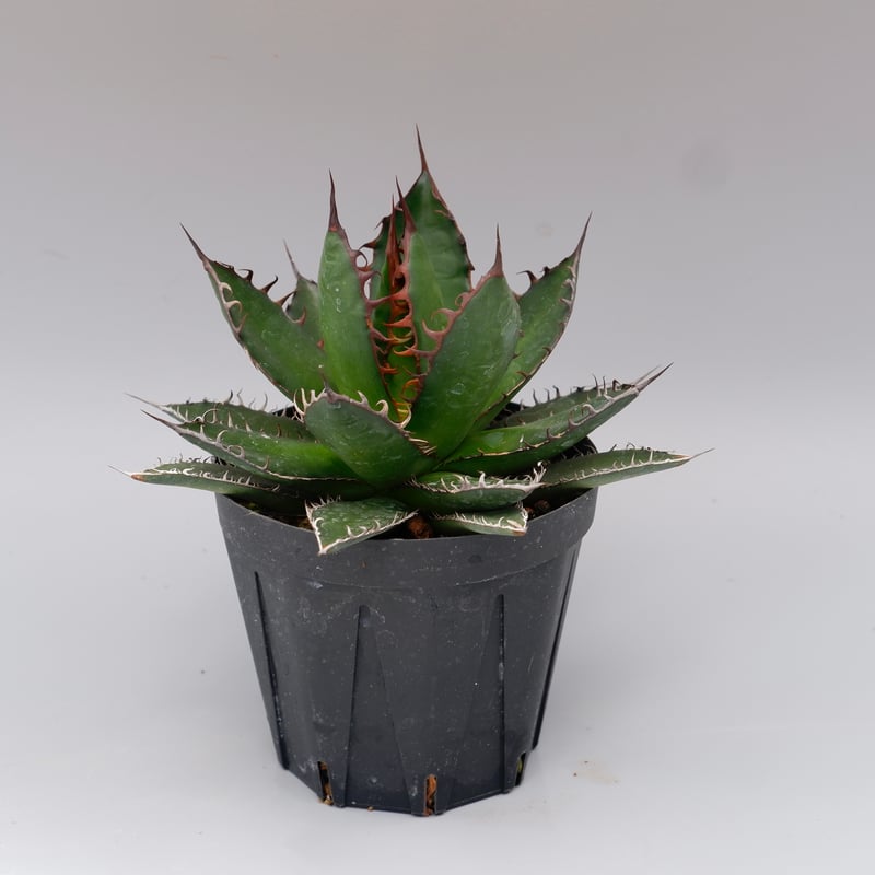 アガベ ホリダ 043 Agave horrida 強棘 | Sunny Branch