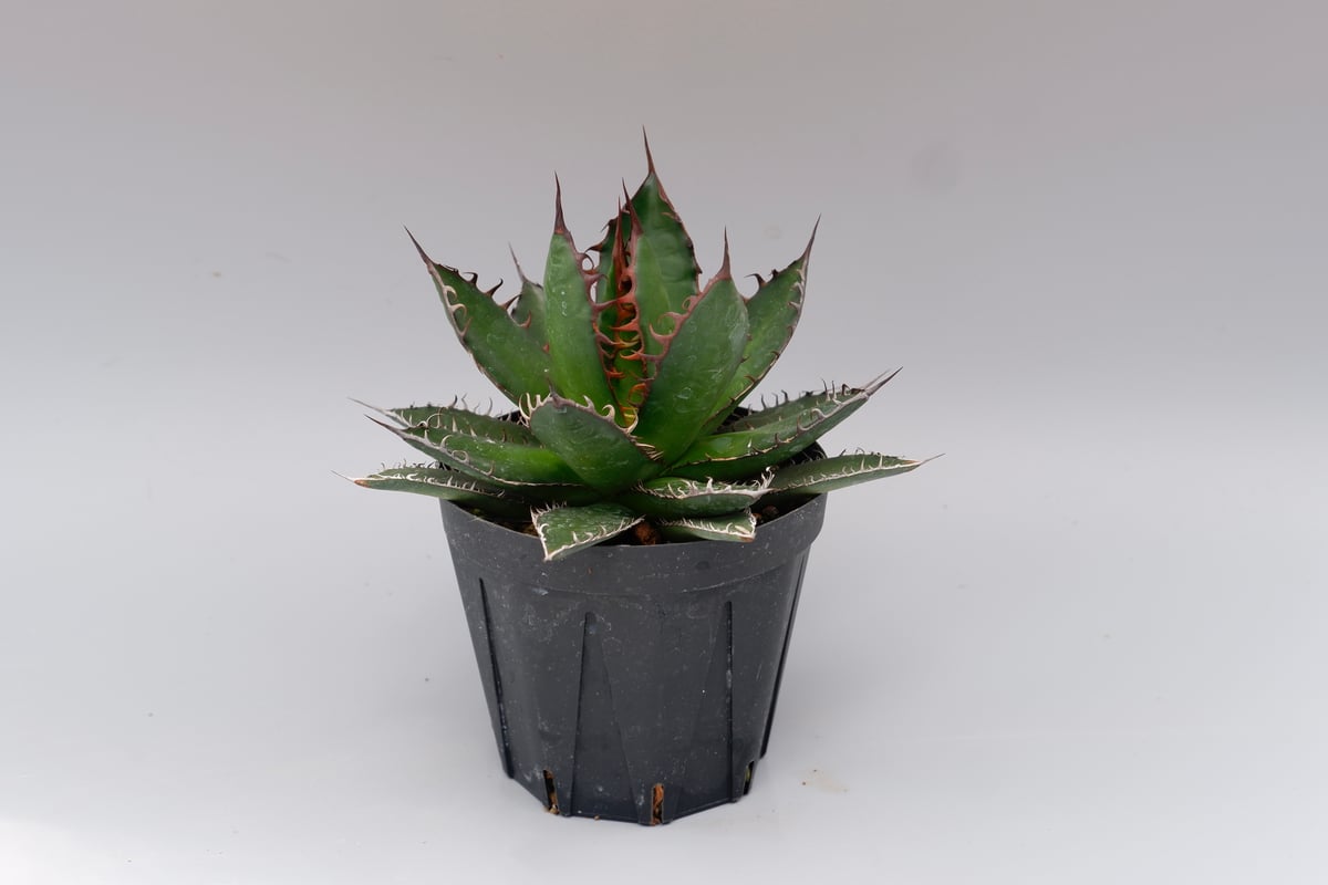 アガベ ホリダ 043 Agave horrida 強棘 | Sunny Branch