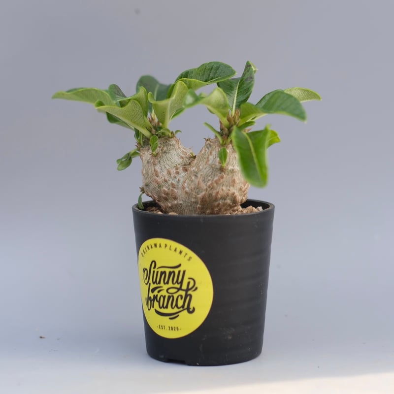 パキポディウム ウィンゾリー 実生株 095 Pachypodium windsorii |