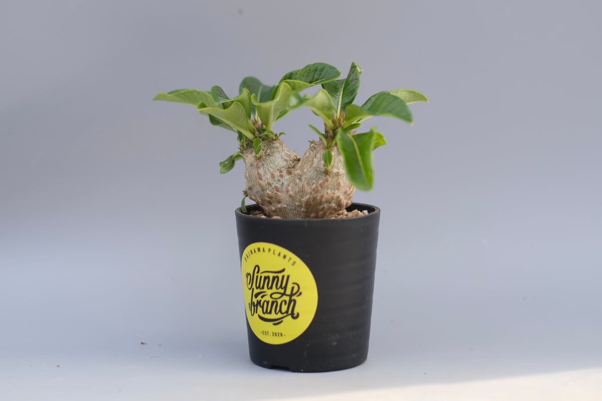 パキポディウム ウィンゾリー 実生株 095 Pachypodium windsorii |