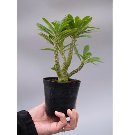 ドルステニアギガス | STORES