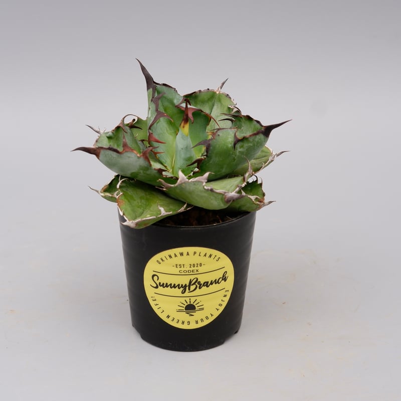 アガベ チタノタ ブラックアンドブルー Agave titanota BB 091 | Sun