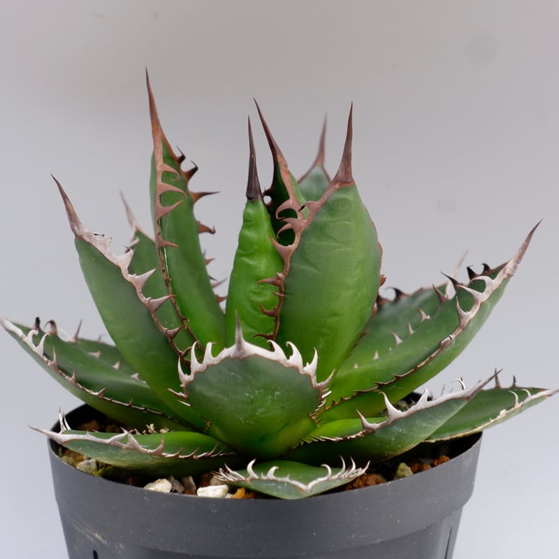 アガベ ホリダ 049 Agave horrida 強棘 | Sunny Branch