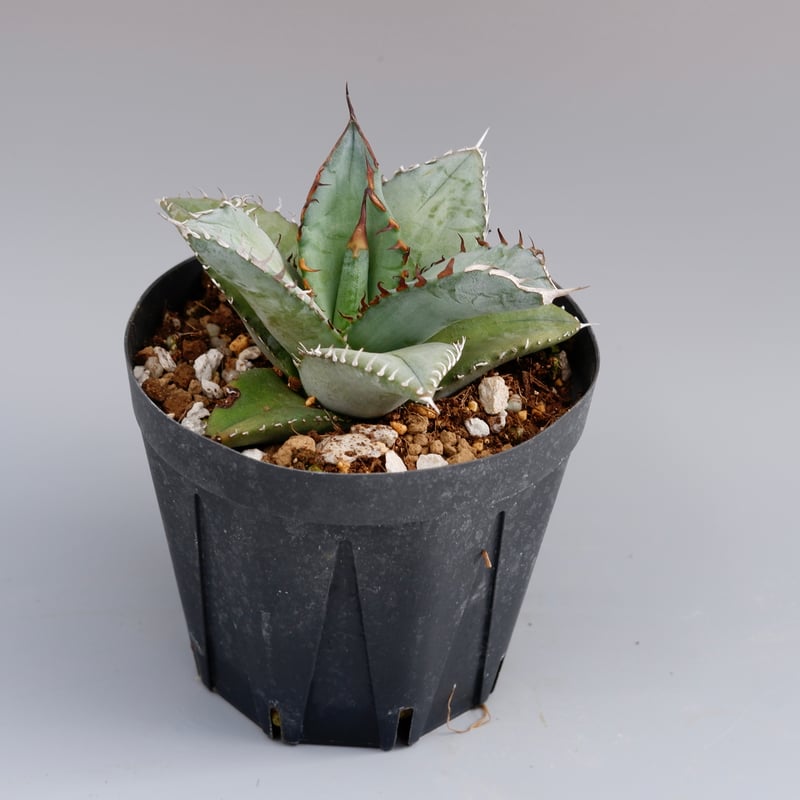 アガベ オテロイ 実生株 Agave oteroi seeding 054 | Sunny