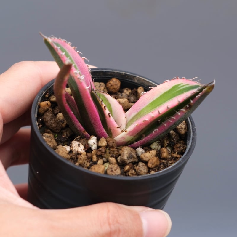 アガベ チタノタ スナグルトゥース Agave titanota Snaggle Tooth