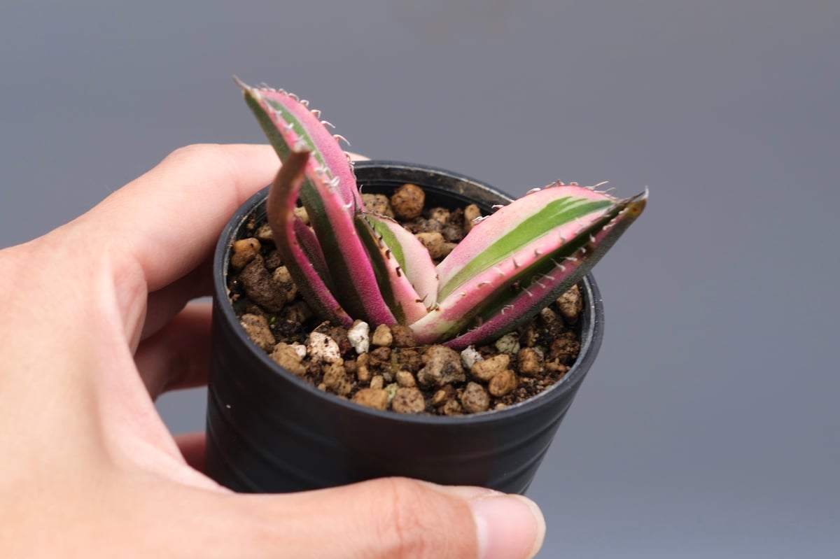 アガベ チタノタ スナグルトゥース アガベ チタノタ スナグルトゥース Agave titanota Snaggle Tooth