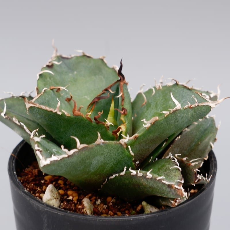 アガベ agave チタノタ 白鲸 白鯨 特選良質息子株 特別価格5株 アガベ agave チタノタ 白鲸 白鯨 特選良質息子株 特別価格5株