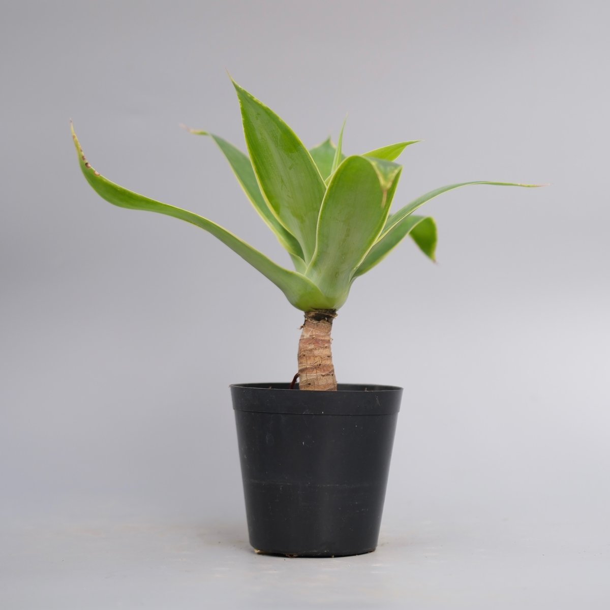 斑入り】アガべ アテナータ Agave attenuata 'Variegata' 004