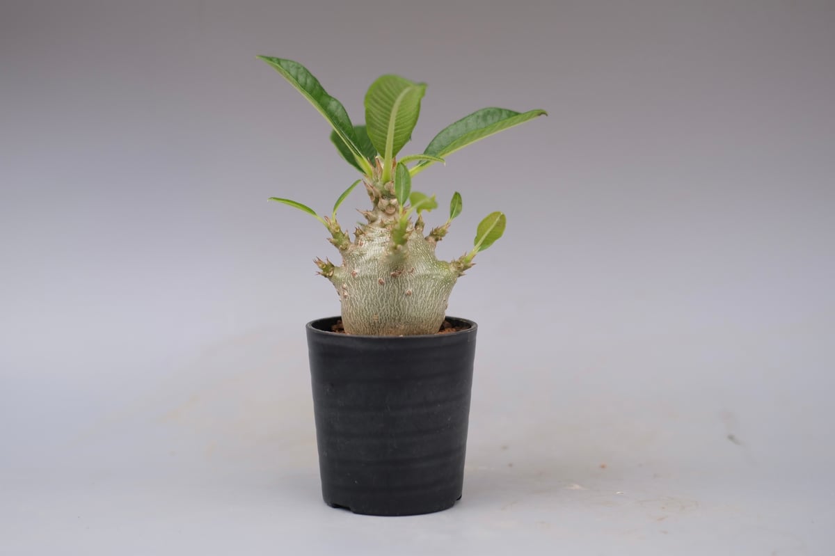 パキポディウム ウィンゾリー 実生株 112 Pachypodium windsorii |