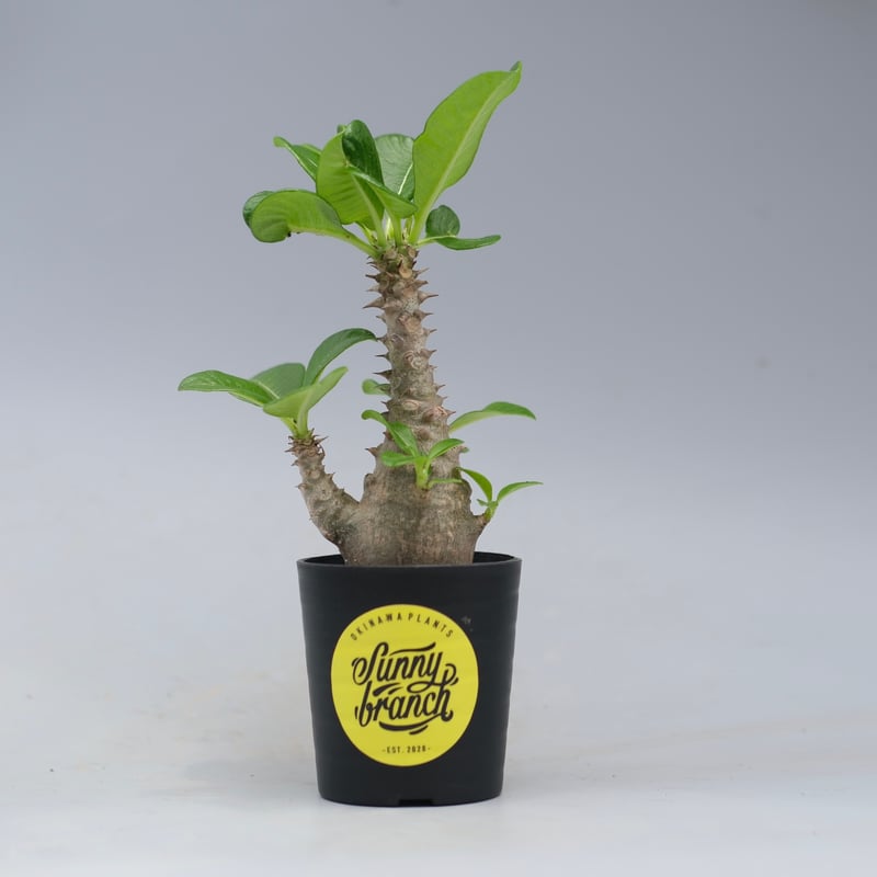 パキポディウム ウィンゾリー 実生株 055 Pachypodium windsorii |