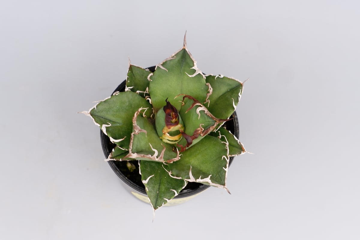 アガベ チタノタ シーザー Agave titanota caesar 125 | Sunny