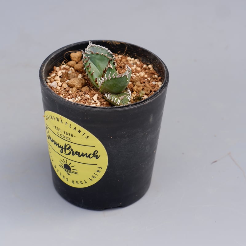 アガベ オテロイ 実生株 Agave oteroi seeding 085 | Sunny