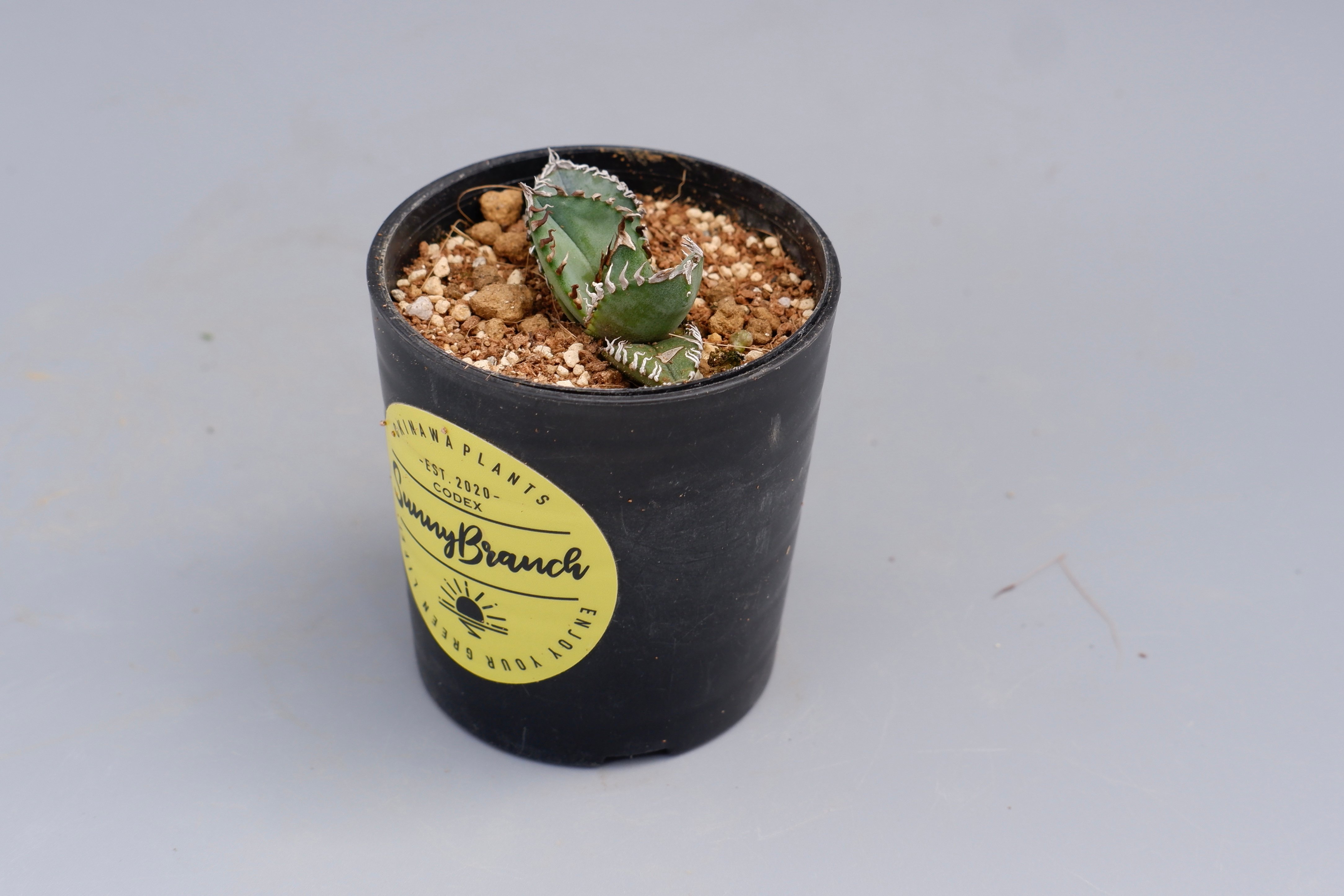 アガベ オテロイ 実生株 Agave oteroi seeding 085 | Sunny