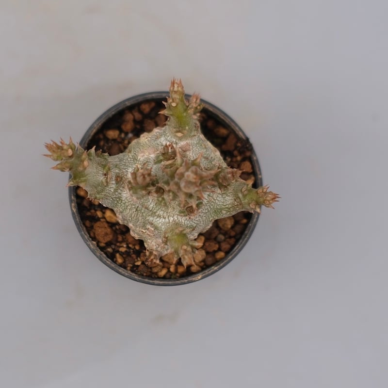 パキポディウム ウィンゾリー 実生株 128 Pachypodium windsorii |